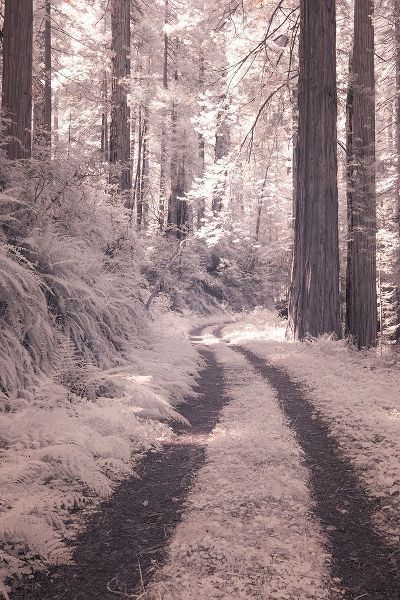 California Redwood National Park-infrared of Redwood forest along the old Pacific Highway